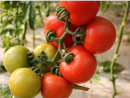 San Marzano tomatoes