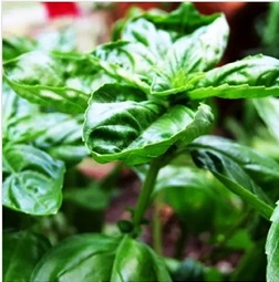 Basil