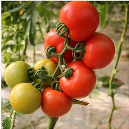 San Marzano Tomatoes